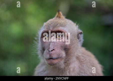 Primo piano ritratto di una giovane scimmia cynomolgus che guarda in lontananza, la foresta pluviale si diffonde sullo sfondo. Foto Stock