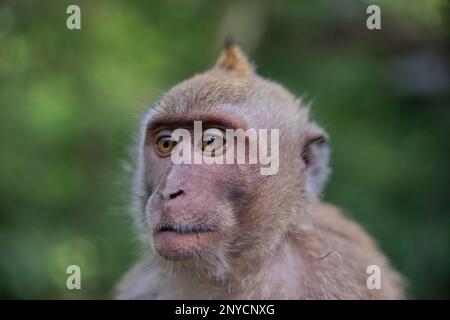 Primo piano ritratto di una giovane scimmia cynomolgus che guarda in lontananza, la foresta pluviale si diffonde sullo sfondo. Foto Stock