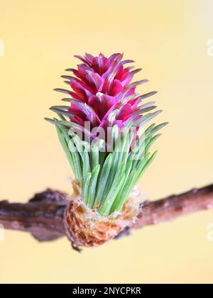 Coni femmina di Larix sibirica, conosciuto come larice siberiano o larice russo, fiorendo in aprile Foto Stock