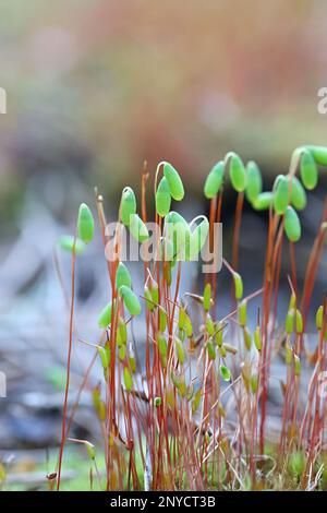 Pohlia nutans, muschio di pohlia con sporangia, immagine primaverile dalla Finlandia Foto Stock