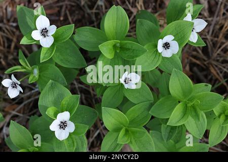 Cornus suecica, comunemente noto come corno nana o bunchberry, fiore selvatico di mare dalla Finlandia Foto Stock