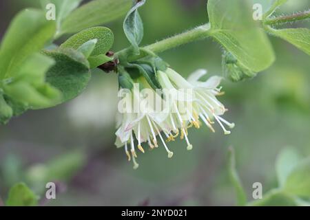 Lonicera Caerulea, conosciuta come succhietto di miele blu, succhietto di miele di mirtillo, succhietto di miele di mosca, succhietto di miele di bacca blu o bacca di miele Foto Stock