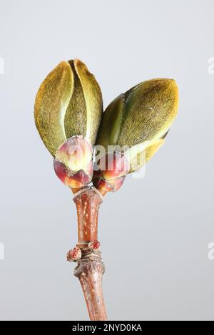 Boccioli di fiori di acero norvegese, Acer platanoides, nuova crescita all'inizio della primavera Foto Stock