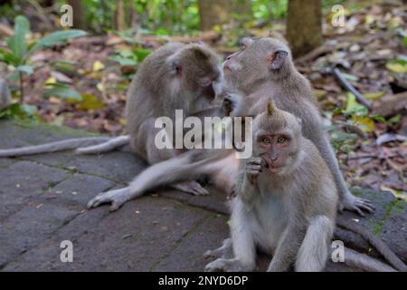 Primo piano immagine di tre scimmie cynomolgus sedute su un pavimento di pietra, foresta pluviale e fogliame sullo sfondo. Foto Stock