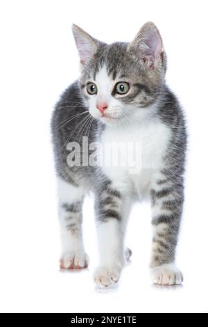 Cute gattino tabby isolato su bianco guardando alla macchina fotografica Foto Stock