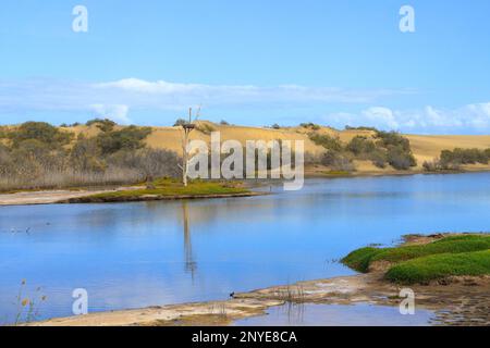 La riserva naturale 'la Charca de Maspalomas' con dune sullo sfondo, Gran Canaria - Spagna Foto Stock