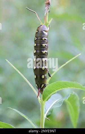 Bruco di falco-falco di paglia da letto, Hyles gallii, che si nutre di alghe da fuoco, Chamaenerion angustifolium Foto Stock