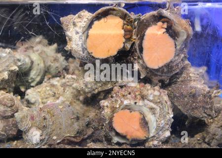 Lumache di mare in un acquario Foto Stock