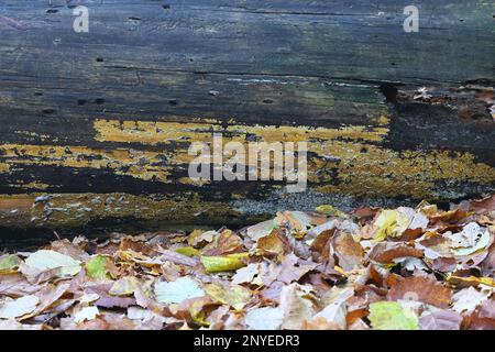 Crustoderma dryinum, un fungo della crosta finlandese, nessun nome comune inglese Foto Stock