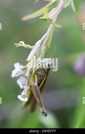 Stetophyma grossum, noto solo come grande cavalletta di palude, insetto dalla Finlandia Foto Stock