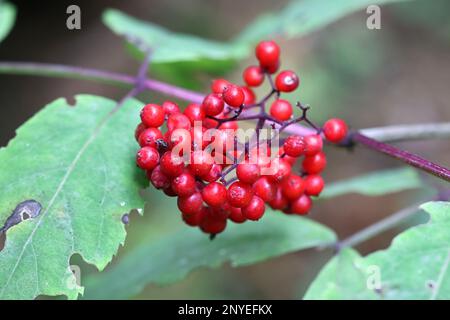 Sambucus racemosa, nota come sambuco rosso o sambuco rosso, pianta velenosa dalla Finlandia Foto Stock