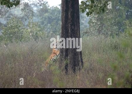 Tigre bengala femminile, Panthera Tigris, che segna il suo territorio da graffiare l'albero, Pench National Park Madhya Pradesh india Foto Stock