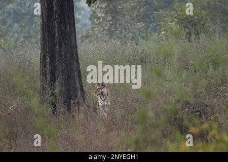 Tigre bengala femminile, Panthera Tigris, che segna il suo territorio da graffiare l'albero, Pench National Park Madhya Pradesh india Foto Stock