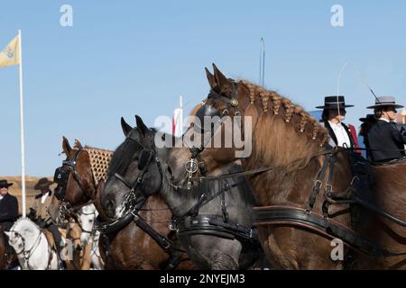 Feira do Cavalo Festa del Cavallo golega portogallo Foto Stock