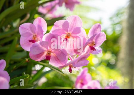 Orchidee di colore fucsia su grande albero con fondo verde chiaro con bokeh Foto Stock