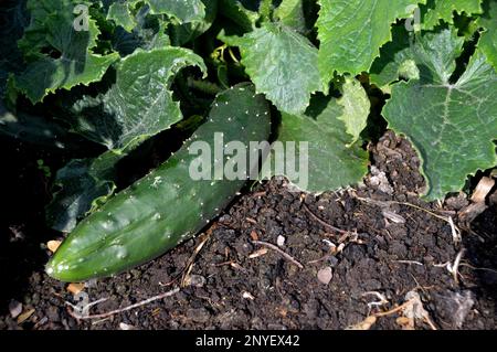 Single non-climbing Cucumber (Cucumis Sativus) 'Bush Champion' crescere sul terreno nel giardino di verdure a RHS Garden Harlow Carr, Harrogate, Regno Unito. Foto Stock