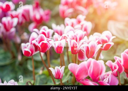 Fiori variegati colorati di ciclamino nel giardino. Foto Stock