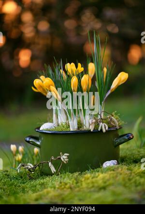 Sistemazione floristica fatta a mano con fiori gialli di croco in un vecchio vaso di smalto verde nel giardino della sera. Messa a fuoco morbida selettiva. Spazio di copia. Foto Stock