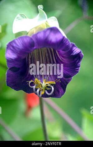 Single Purple Cobaea scandens (Cathedral Bells) Fiore cresciuto a RHS Garden Harlow Carr, Harrogate, Yorkshire. Inghilterra, Regno Unito. Foto Stock