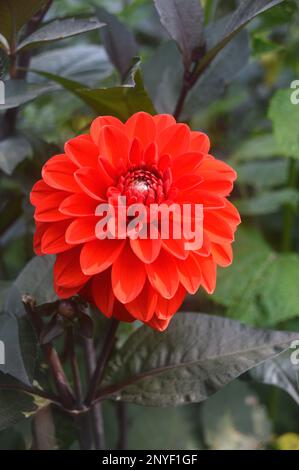 Singolo Red Dahlia 'Mountain of Fire' Fiore cresciuto a RHS Garden Harlow Carr, Harrogate, Yorkshire. Inghilterra, Regno Unito. Foto Stock