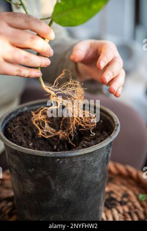 close-up donna repot una pianta di frutto della passione in una pentola rotonda nera in piedi su un tavolo, radici della pianta sopra il terreno, nessuna faccia visibile, colpo verticale Foto Stock