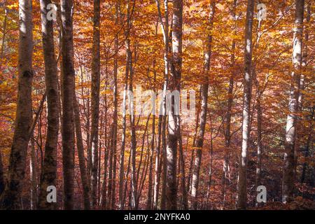 Tronchi alti di alberi con foglie gialle e brillanti che crescono nella foresta autunnale nelle giornate di sole nei Pirenei Foto Stock