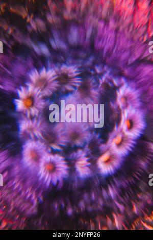 Fiori viola sfocati disposti in cerchio su sfondo multicolore Foto Stock