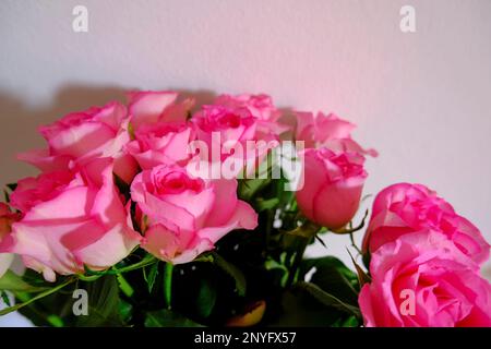 bouquet di rose rosa su sfondo bianco. Disegno di cartolina. 8 marzo, Card della Festa della mamma Foto Stock