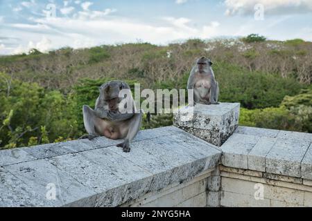 Foto integrale di due scimmie Cynomolgus adulte sedute su un muro di pietra, alberi diffusi e cielo sullo sfondo. Foto Stock
