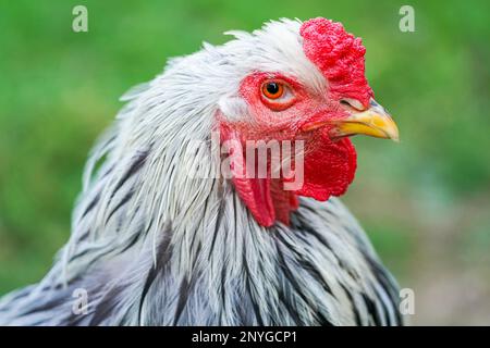 Ritratto di una gallina con piumaggio bianco e nero. Primo piano degli uccelli. Foto Stock