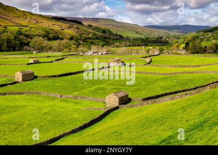 Tipico paesaggio delle valli dello Yorkshire a Swaledale, con fienili, pecore e muri di pietra a secco. Foto Stock