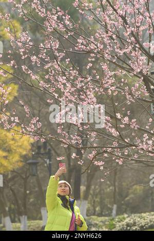 (230302) -- HANGZHOU, 2 marzo 2023 (Xinhua) -- Una donna fotografa i fiori di ciliegio al Taiziwan Park di Hangzhou, provincia di Zhejiang nella Cina orientale, 2 marzo 2023. (Xinhua/Weng Xinyang) Foto Stock