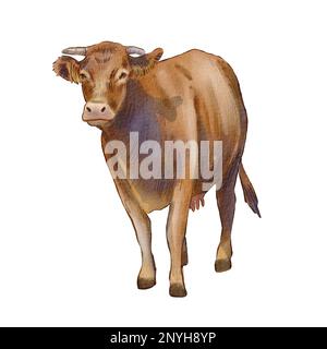 La mucca è marrone su sfondo bianco. Acquerello illustrazione di un animale di fattoria. Animale domestico carino realistico. Silhouette animale. L'illustrazione è Foto Stock