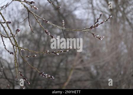 I rami di Willow con pochi germogli di germogli sbocciano in colori tenui e calmi in primavera overcast giorno nella foresta in primo piano Foto Stock