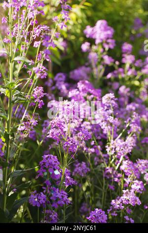 Fioritura fragrante matiola, notte violetta in giardino Foto Stock