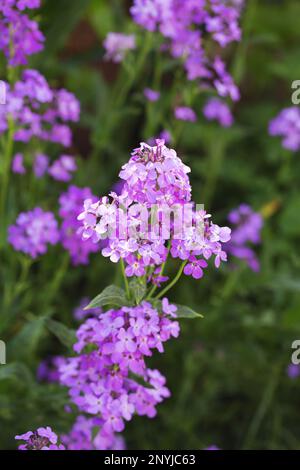 Fioritura fragrante matiola, notte violetta in giardino Foto Stock