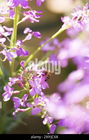 Fioritura fragrante matiola, notte violetta in giardino Foto Stock