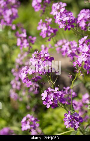 Fioritura fragrante matiola, notte violetta in giardino Foto Stock