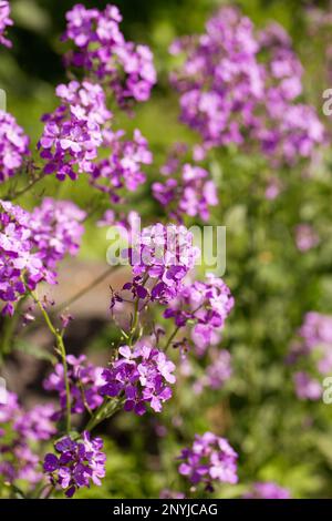 Fioritura fragrante matiola, notte violetta in giardino Foto Stock