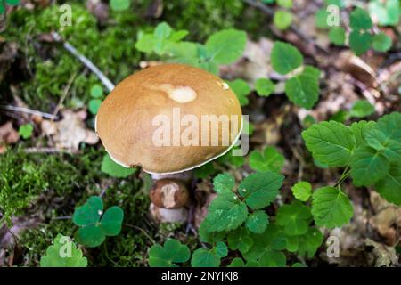 Bel primo piano di funghi forestali in erba, stagione autunnale. Funghi freschi piccoli, coltivati in autunno Foresta. Funghi e foglie in foresta. Mushro Foto Stock