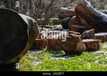 Tronchi di legno segato giacciono sull'erba verde in estate. Una giornata estiva soleggiata. Il nucleo del tronco dell'albero è visibile Foto Stock