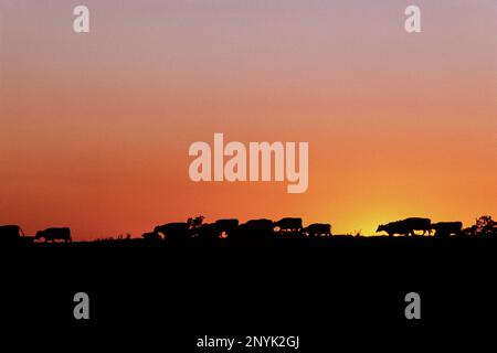 Bestiame pascolo su collina sileted dal cielo tramonto sulla fattoria casearia Connecticut Foto Stock