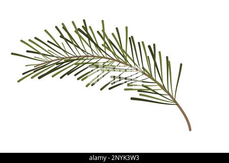Pino, ramo di abete in stile cartone ornato sempreverde isolato su sfondo bianco. Natale elemento di vacanza. Illustrazione vettoriale Illustrazione Vettoriale
