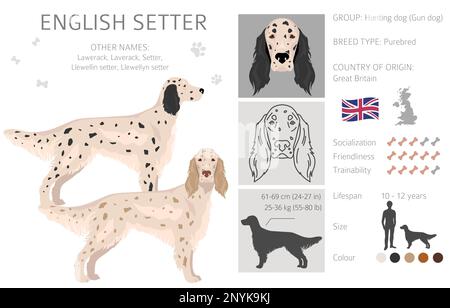 Clipart setter inglese. Pose diverse, colori del cappotto impostati. Illustrazione vettoriale Illustrazione Vettoriale