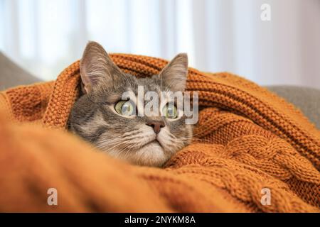 Bel gatto grigio tabby avvolto in coperta calda a casa, primo piano. Animale domestico carino Foto Stock