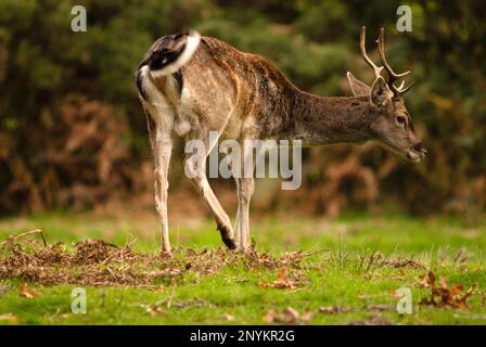 New Forest Nation Park, Hampshire, Regno Unito. Wild running giovane buck all'inizio di autunno. Foto Stock