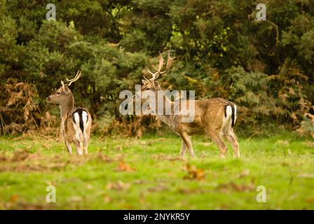 New Forest Nation Park, Hampshire, Regno Unito. Wild running giovani bucks all'inizio dell'autunno. Foto Stock