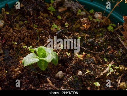 Febbraio e l'Eryngium 'Silver Ghost' inizia appena a mostrare nella serra non riscaldata alle 900ft:00 sul mercato del North Yorkshire Foto Stock