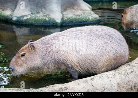 L'immagine closeup di Capybara (Hydrochoerus hydrocaeris). Si tratta di un gigantesco roditore cavoso nativo del Sud America. È il più grande roditore vivente. Foto Stock