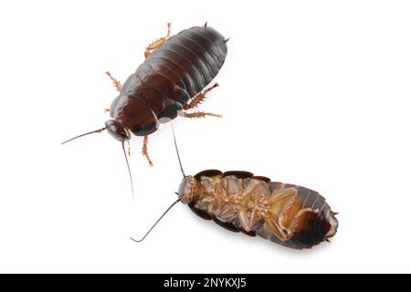 Due scarafaggi marroni su sfondo bianco. Controllo di peste Foto Stock